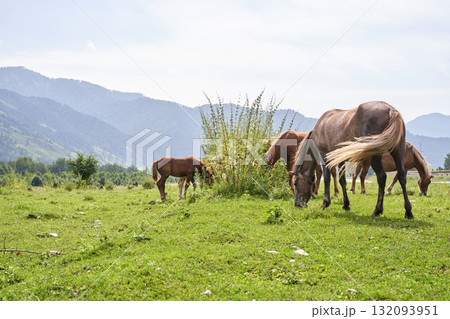 Majestic horses grazing in a lush green field with scenic mountain background 132093951