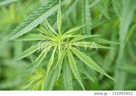 Close up of vibrant cannabis plant leaves with intricate patterns in a lush 132093952