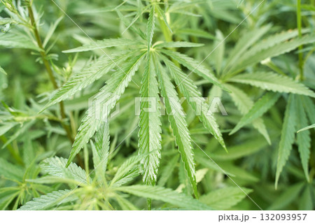 Close up of lush green cannabis plants with detailed leaves in natural setting 132093957