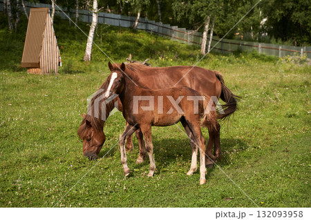 Two brown horses grazing in a green field with birch trees and wooden fence Two brown horses grazing in a green field with birch trees and wooden fence 132093958