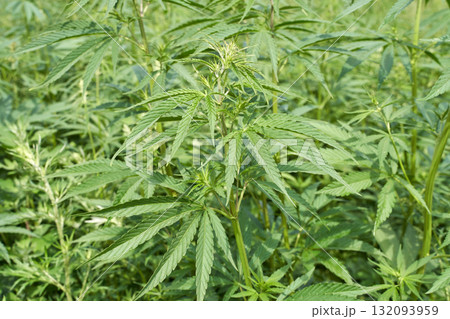 Hemp plants growing in a lush field with green leaves and stalks, ideal Hemp plants growing in a lush field with green leaves and stalks, ideal 132093959