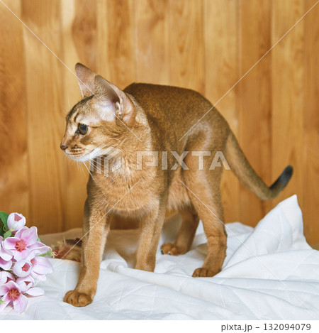 Abyssinian cat standing on white blanket with pink flowers against wooden Abyssinian cat standing on white blanket with pink flowers against wooden 132094079