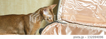 Curious abyssinian cat exploring an open suitcase with satin lining indoors 132094096