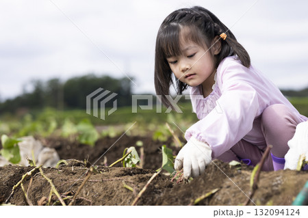サツマイモを収穫するかわいい女の子 132094124