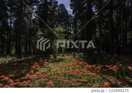 林の中に咲く彼岸花 132094273