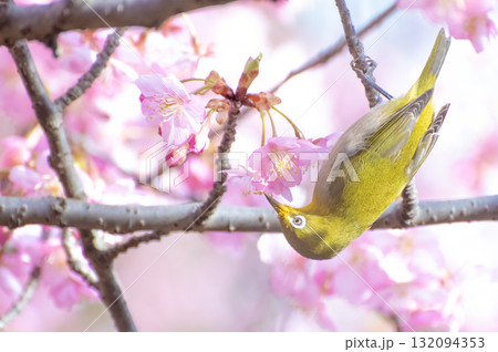 河津桜の蜜を吸うメジロ 河津桜の蜜を吸うメジロ 132094353