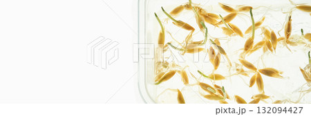 Wheatgrass seeds germinating in water on white background Wheatgrass seeds germinating in water on white background 132094427