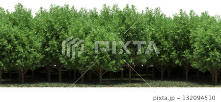 forest line with shadows under the trees, isolated on transparent background, 3D illustration, cg render forest line with shadows under the trees, isolated on transparent background, 3D illustration, cg render 132094510