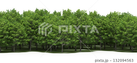 forest line with shadows under the trees, isolated on transparent background, 3D illustration, cg render forest line with shadows under the trees, isolated on transparent background, 3D illustration, cg render 132094563
