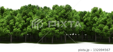 forest line with shadows under the trees, isolated on transparent background, 3D illustration, cg render forest line with shadows under the trees, isolated on transparent background, 3D illustration, cg render 132094567