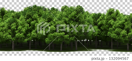 forest line with shadows under the trees, isolated on transparent background, 3D illustration, cg render forest line with shadows under the trees, isolated on transparent background, 3D illustration, cg render 132094567