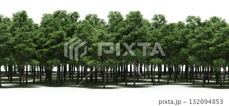 forest line with shadows under the trees, isolated on transparent background, 3D illustration, cg render forest line with shadows under the trees, isolated on transparent background, 3D illustration, cg render 132094853