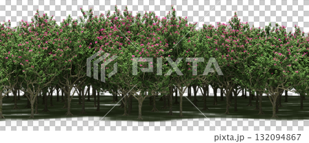 forest line with shadows under the trees, isolated on transparent background, 3D illustration, cg render forest line with shadows under the trees, isolated on transparent background, 3D illustration, cg render 132094867