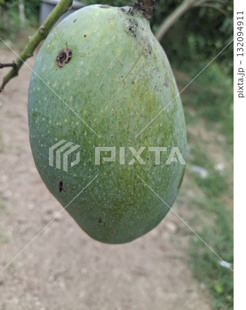 A single, unripe green mango hangs from a tree branch, its skin speckled and textured against a blurred natural 132094911