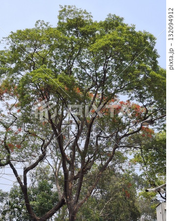 A vibrant, lush green tree with delicate branches reaching towards a clear blue sky, displaying hints of red flowers 132094912