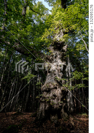 白神山地の巨木「こまいぬシナノキ」 秋田県藤里駒ヶ岳の森に立つシナノキ 132095176