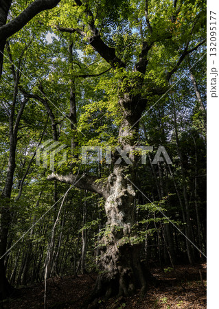 白神山地の巨木「こまいぬシナノキ」 秋田県藤里駒ヶ岳の森に立つシナノキ 132095177
