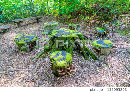 白神山地の森にある切り株のテーブルと椅子 岳岱自然観察教育林の休憩スポット 白神山地の森にある切り株のテーブルと椅子 岳岱自然観察教育林の休憩スポット 132095298