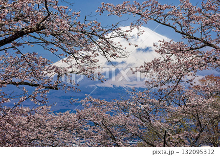 御殿場・平和公園の桜と富士山 132095312