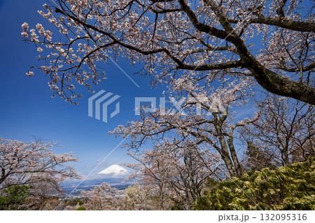 御殿場・平和公園の桜と富士山 132095316