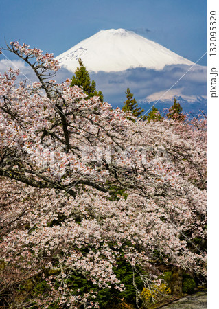 御殿場・平和公園の桜と富士山 御殿場・平和公園の桜と富士山 132095320