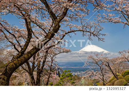 御殿場・平和公園の桜と富士山 御殿場・平和公園の桜と富士山 132095327