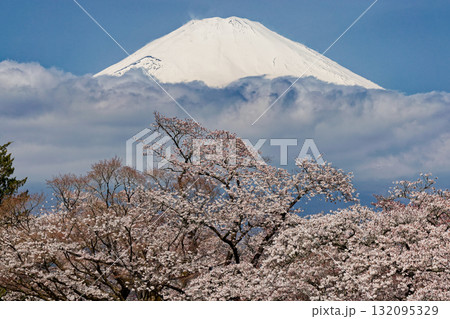 御殿場・平和公園の桜と富士山 御殿場・平和公園の桜と富士山 132095329
