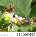 ベニシジミ 132095459