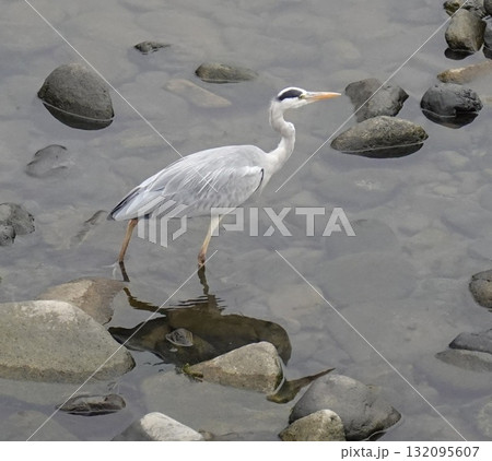 川で魚を狙うアオサギ 川で魚を狙うアオサギ 132095607