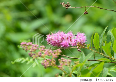 咲き初めの「ホザキシモツケ」(北斗遺跡/北海道釧路市北斗) 咲き初めの「ホザキシモツケ」(北斗遺跡/北海道釧路市北斗) 132095835