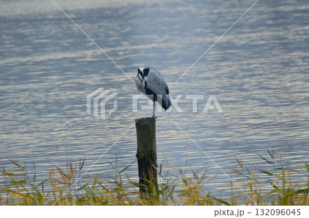 アオサギ一羽（東京港野鳥公園／東京都大田区東海3丁目） 132096045