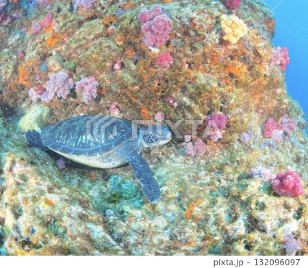 鮮やかな海で休憩中のウミガメ、ダイビングのイメージ 132096097