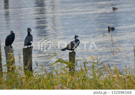 繁殖期の「カワウ」（東京港野鳥公園／東京都大田区東海3丁目） 132096168