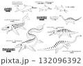 モササウルスなど太古の海生爬虫類や魚竜類　線画のセット 132096392