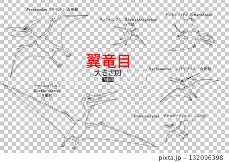 一組翼龍(如無齒翼龍)的線條畫 一組翼龍(如無齒翼龍)的線條畫 132096398