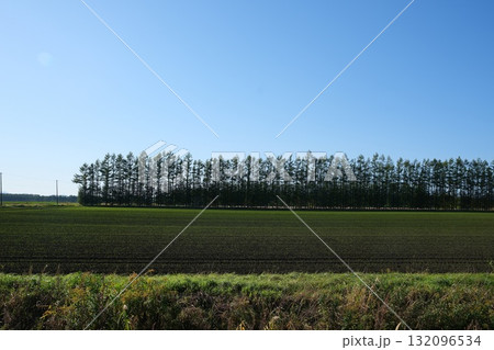 音更町カラマツ並木 132096534