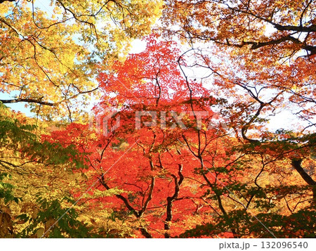 燃えるように美しい紅葉の紅葉 燃えるように美しい紅葉の紅葉 132096540