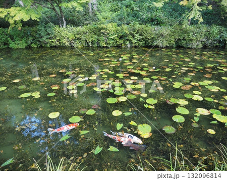 岐阜の名所、モネの池 132096814