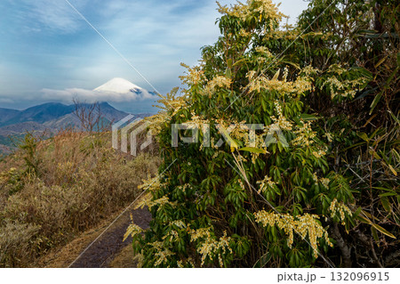 箱根・明神ヶ岳から見る朝の富士山とアセビの花 132096915