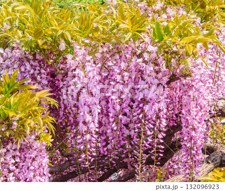 藤の花1ー8 132096923