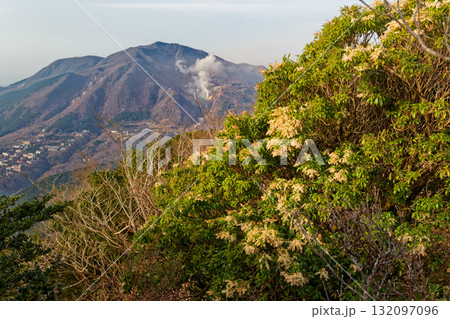 箱根・明神ヶ岳から見る朝の大涌谷とアセビの花 132097096