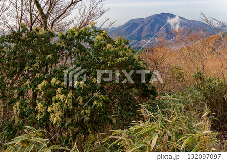 箱根・明神ヶ岳から見る朝の大涌谷とアセビの花 132097097