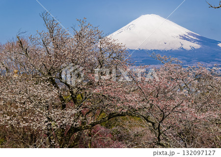 御殿場・平和公園の桜と富士山 御殿場・平和公園の桜と富士山 132097127