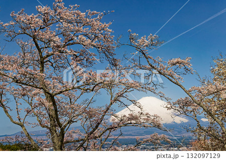 御殿場・平和公園の桜と富士山 御殿場・平和公園の桜と富士山 132097129