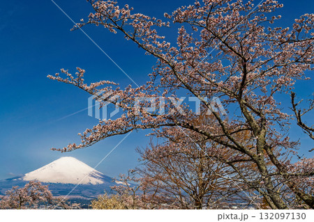 御殿場・平和公園の桜と富士山 132097130