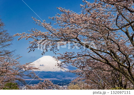 御殿場・平和公園の桜と富士山 御殿場・平和公園の桜と富士山 132097131