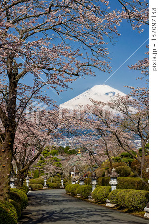 御殿場・平和公園の桜と富士山 132097138