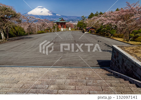 御殿場・平和公園の桜と富士山 132097141