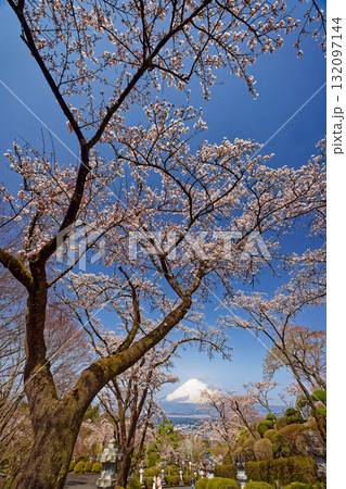 御殿場・平和公園の桜と富士山 132097144