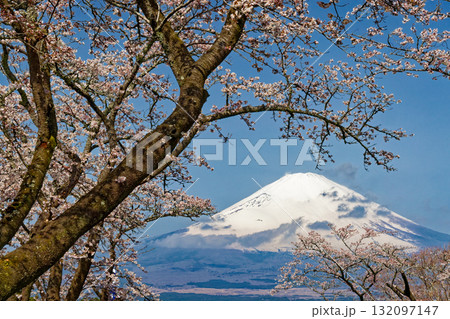 御殿場・平和公園の桜と富士山 御殿場・平和公園の桜と富士山 132097147